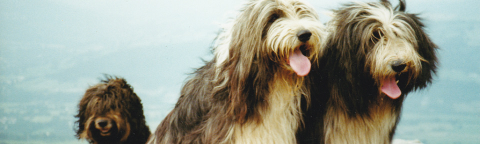 midshires bearded collie club